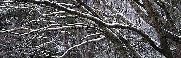Branches