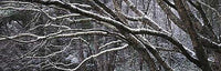 Branches