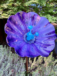 Fluted Hyacinth
