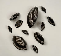Segmented Chitons