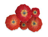 Poppies