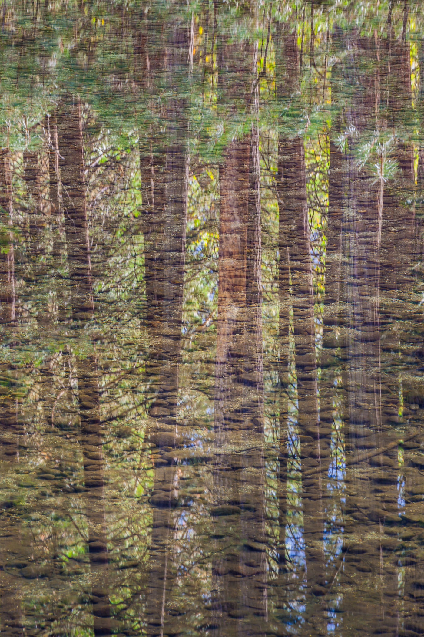 River Bottom and Pines Reflected