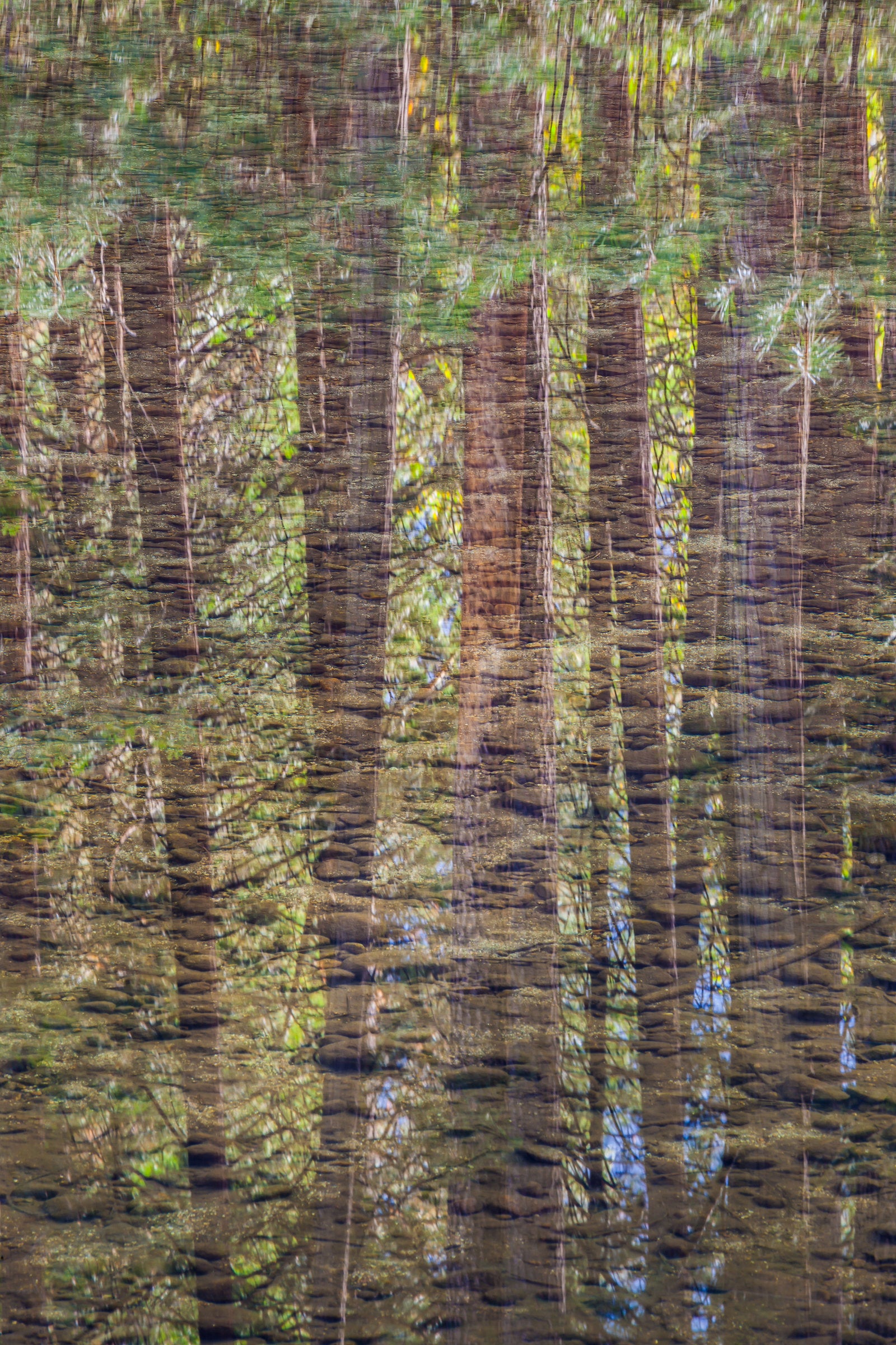 River Bottom and Pines Reflected
