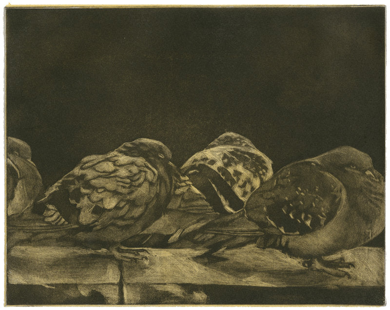 Parisian Pigeons