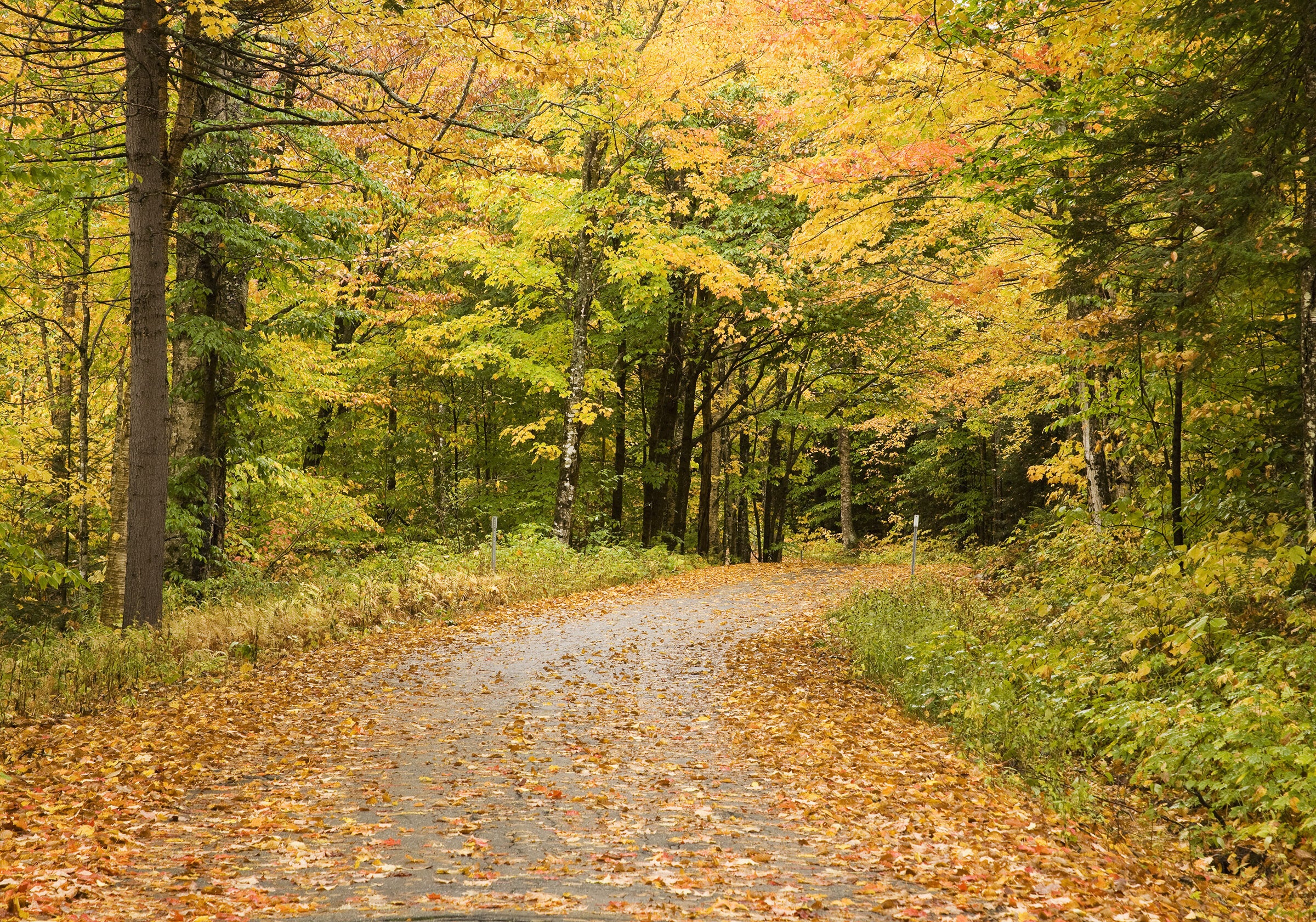 Fall Road