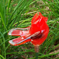 The Loving Cardinal