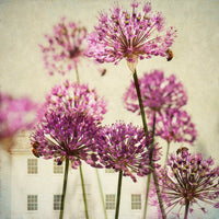 FlowerPower 1