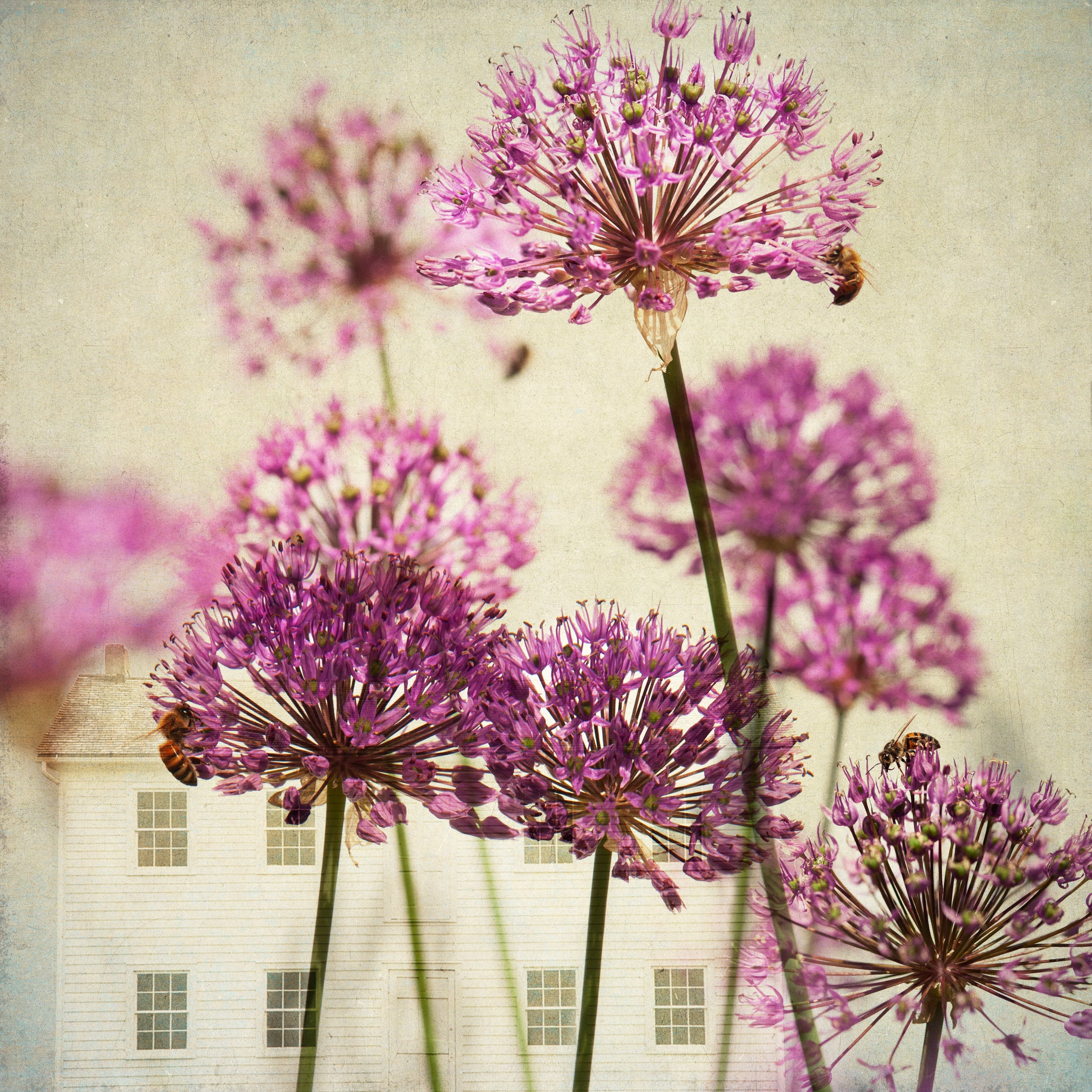 FlowerPower 1