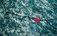 Japanese Maple, Kyoto