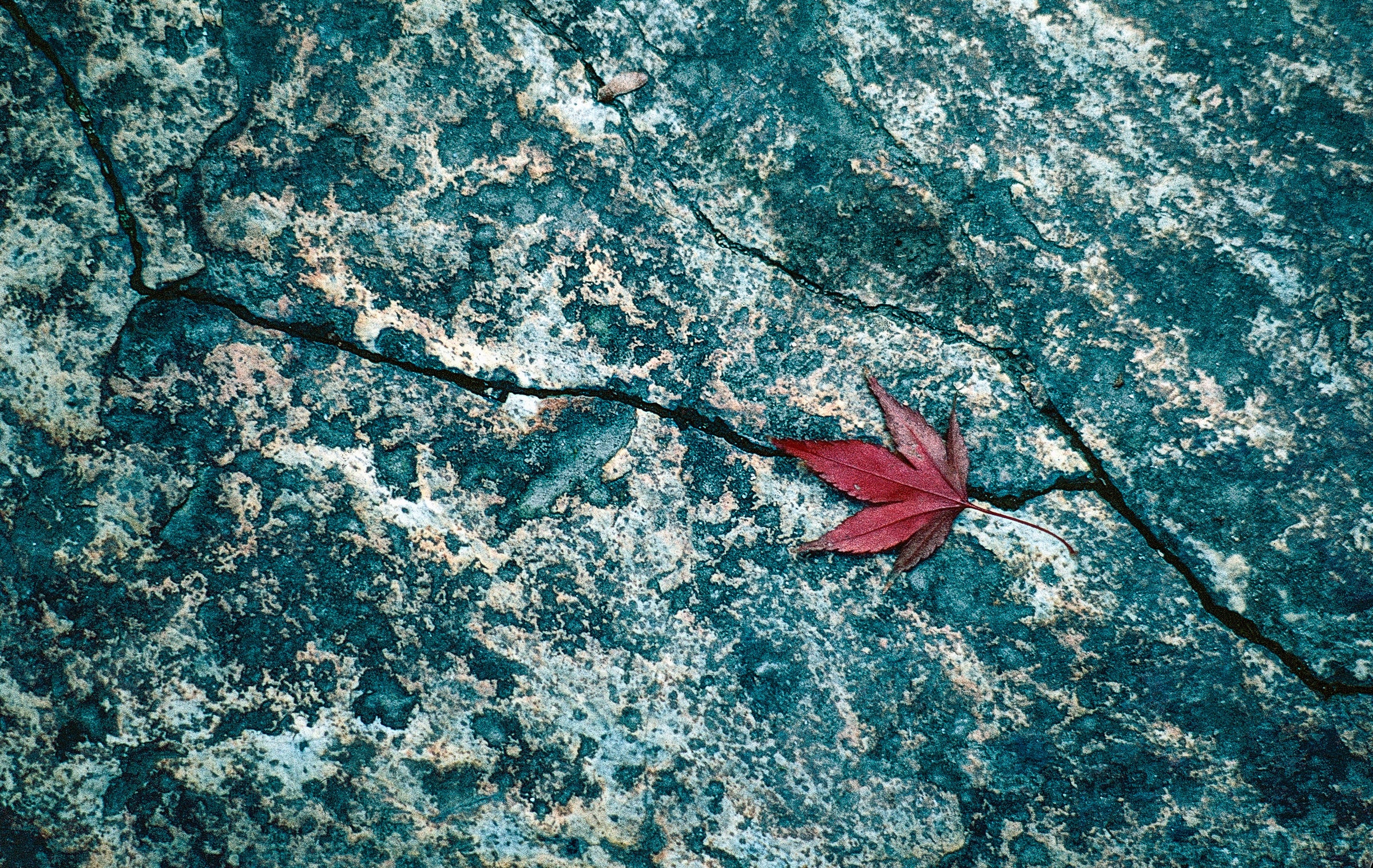 Japanese Maple, Kyoto