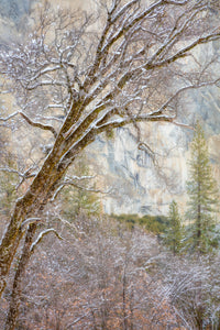 Winter Light