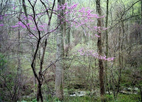 Redbud