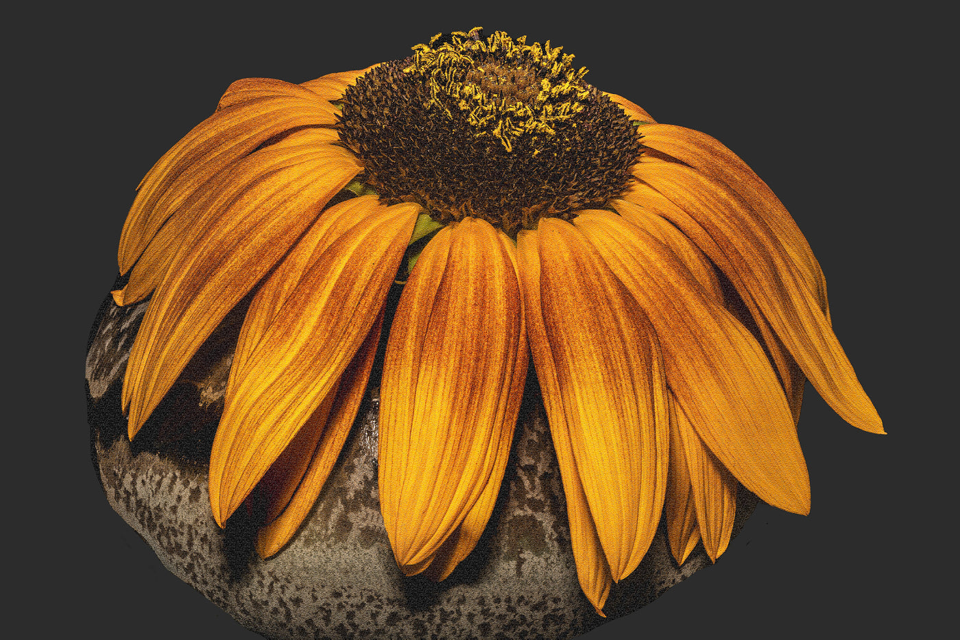 Sunflower Study