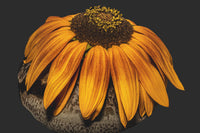 Sunflower Study