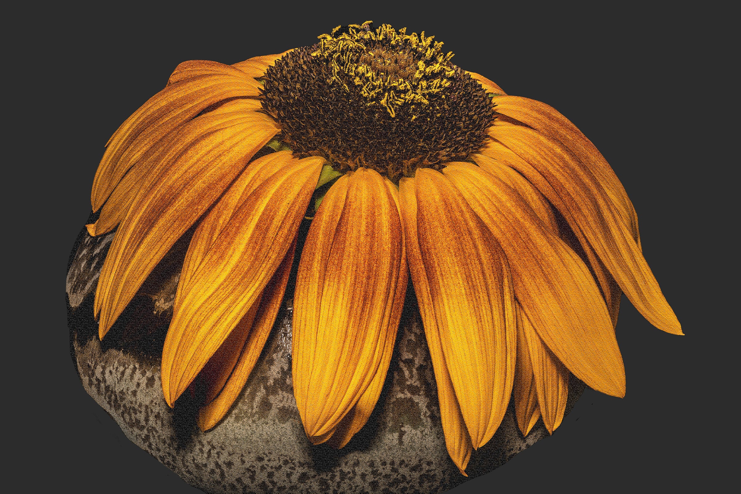 Sunflower Study