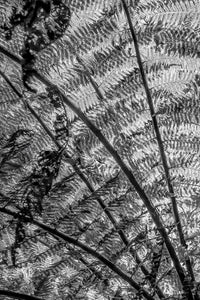 Under A Fern Canopy