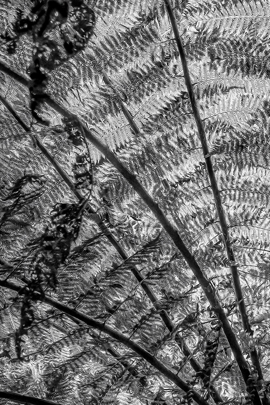 Under A Fern Canopy