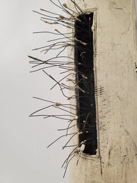 Wiry Pods