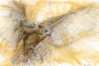 Great Horned Owl I