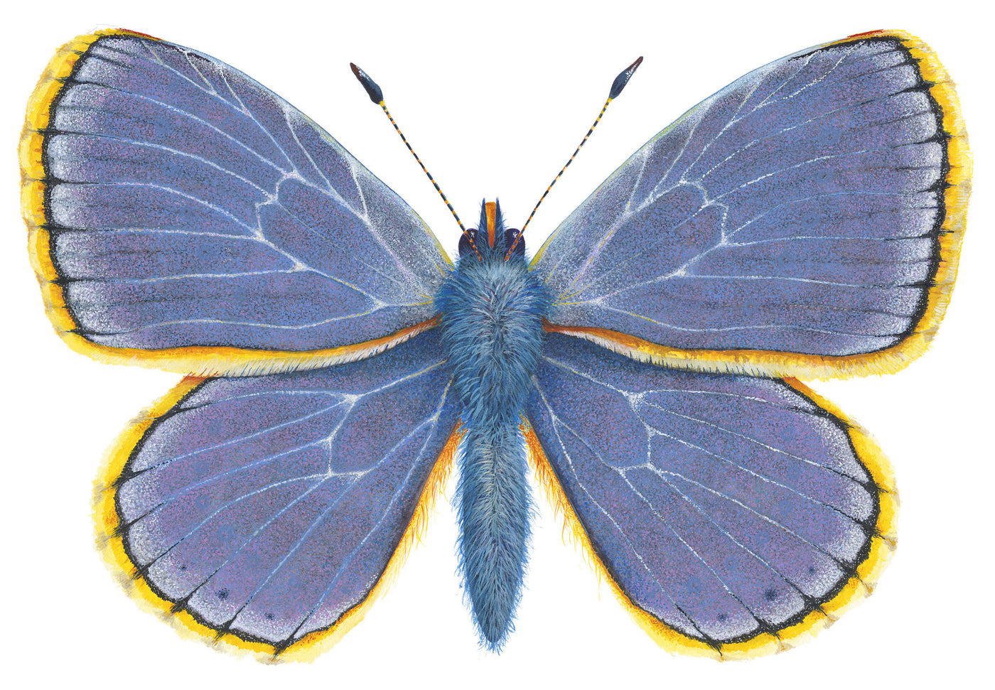 Common Blue Butterfly -  Polyommatus Icarus
