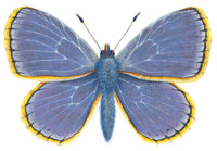 Common Blue Butterfly -  Polyommatus Icarus