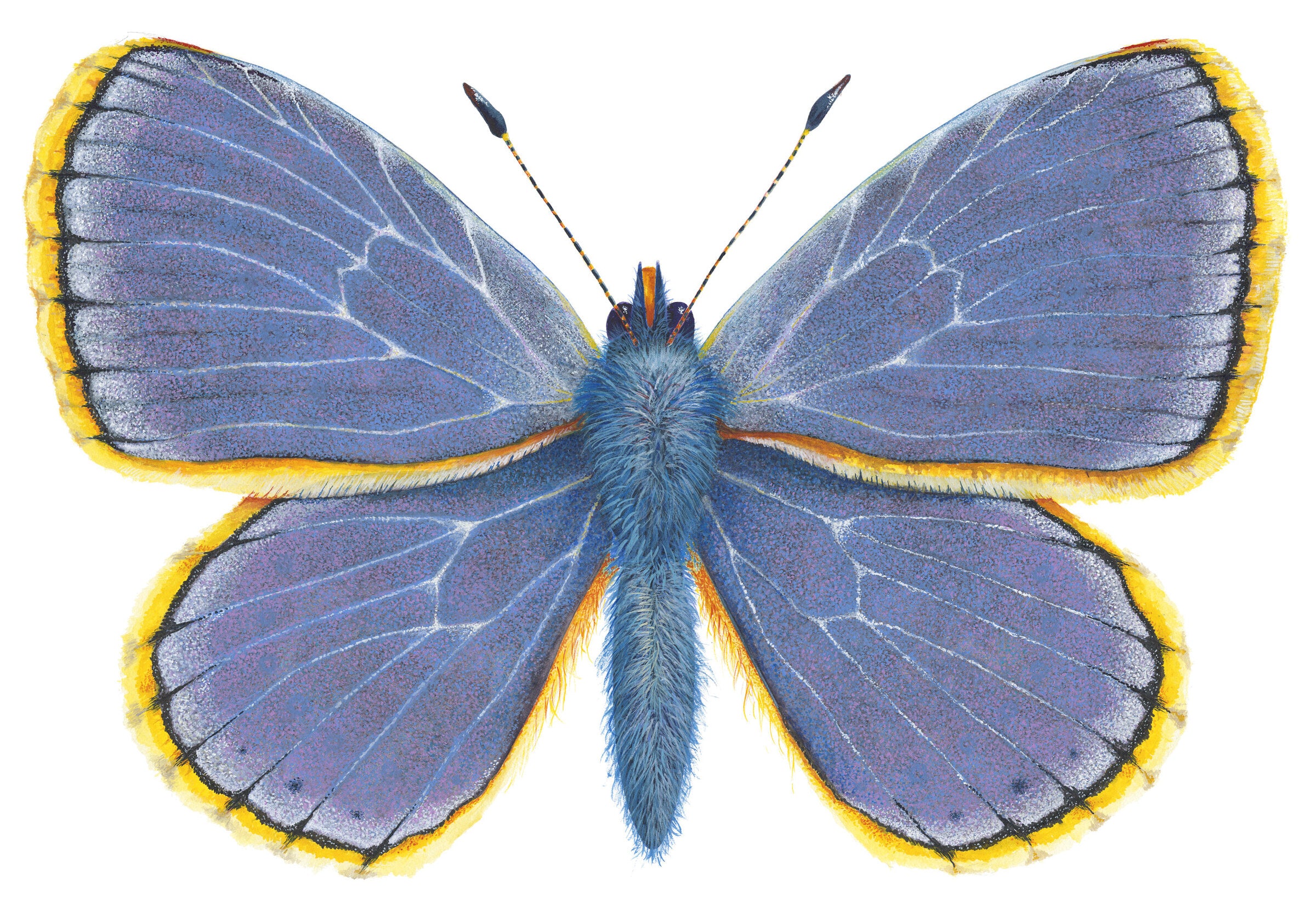 Common Blue Butterfly -  Polyommatus Icarus