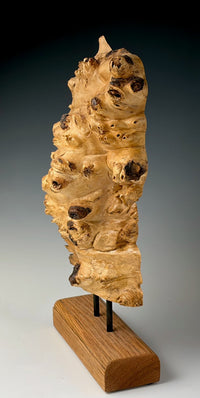 Buckeye Burl Slice