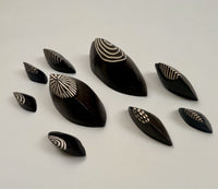 Top Hat Chitons