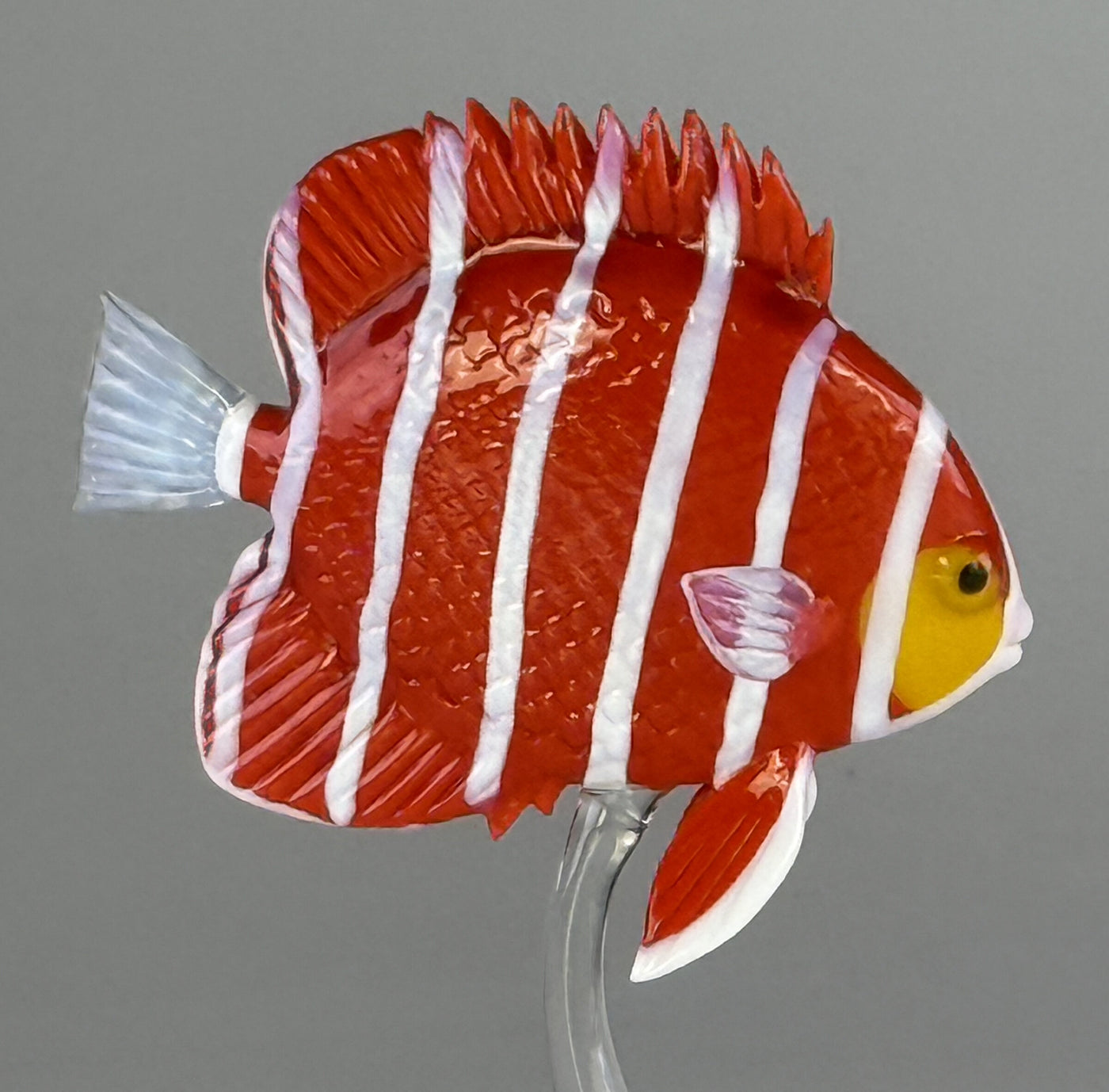 Peppermint Angelfish