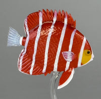 Peppermint Angelfish