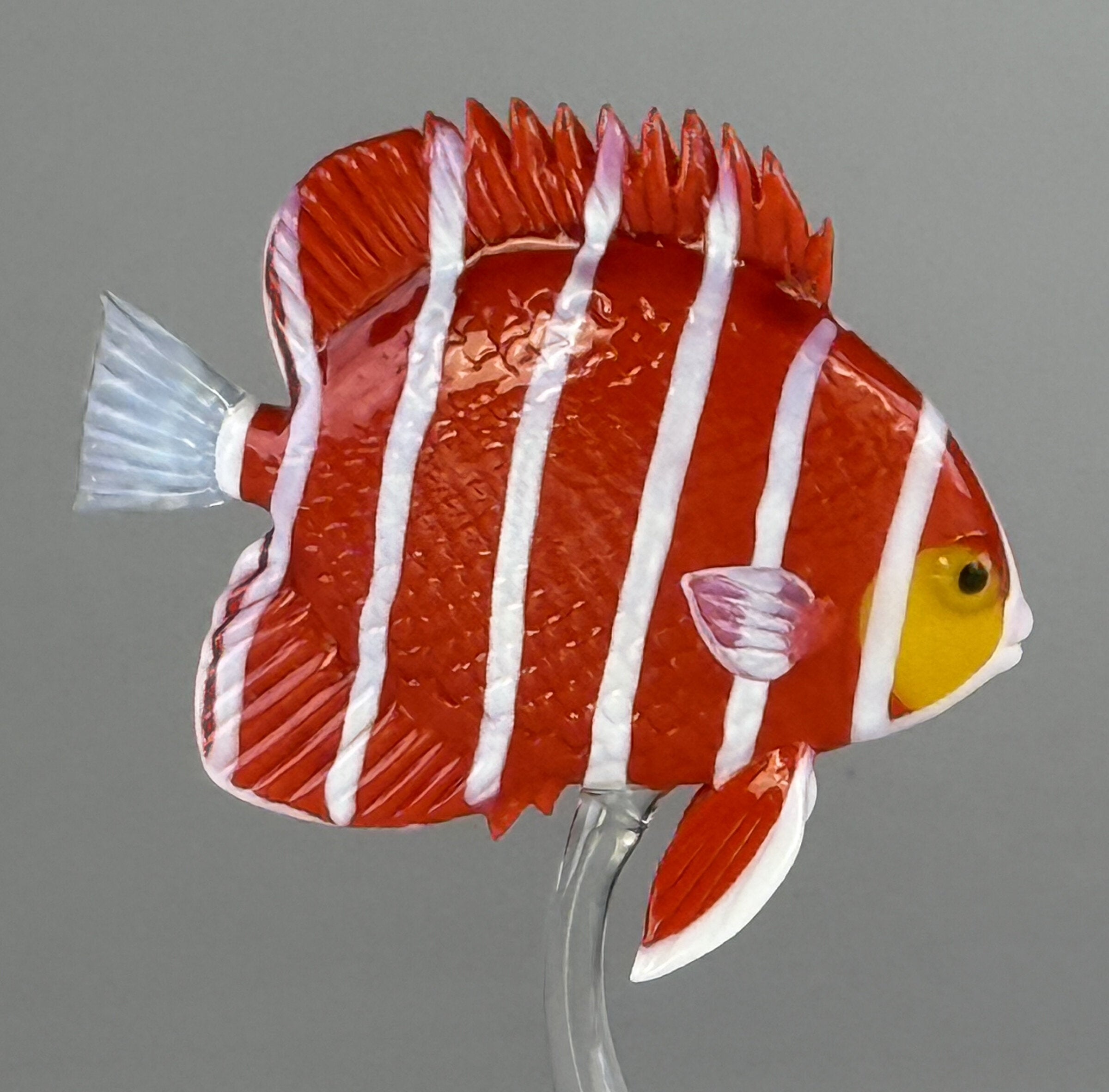 Peppermint Angelfish