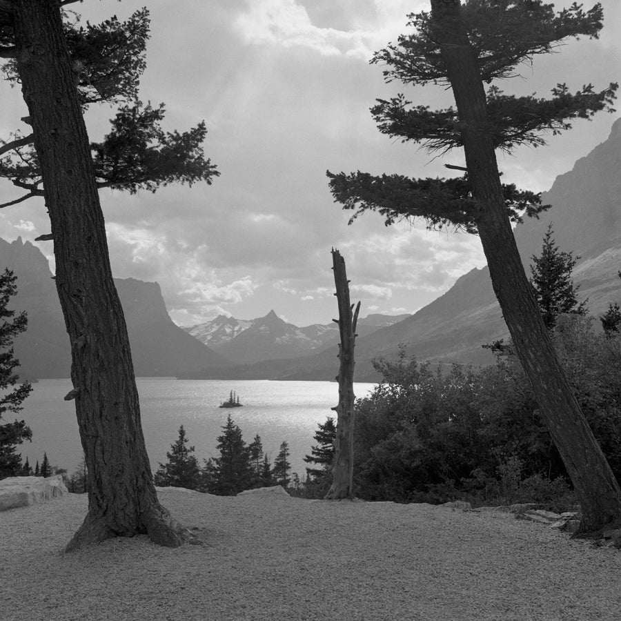 Trees and Goose Island