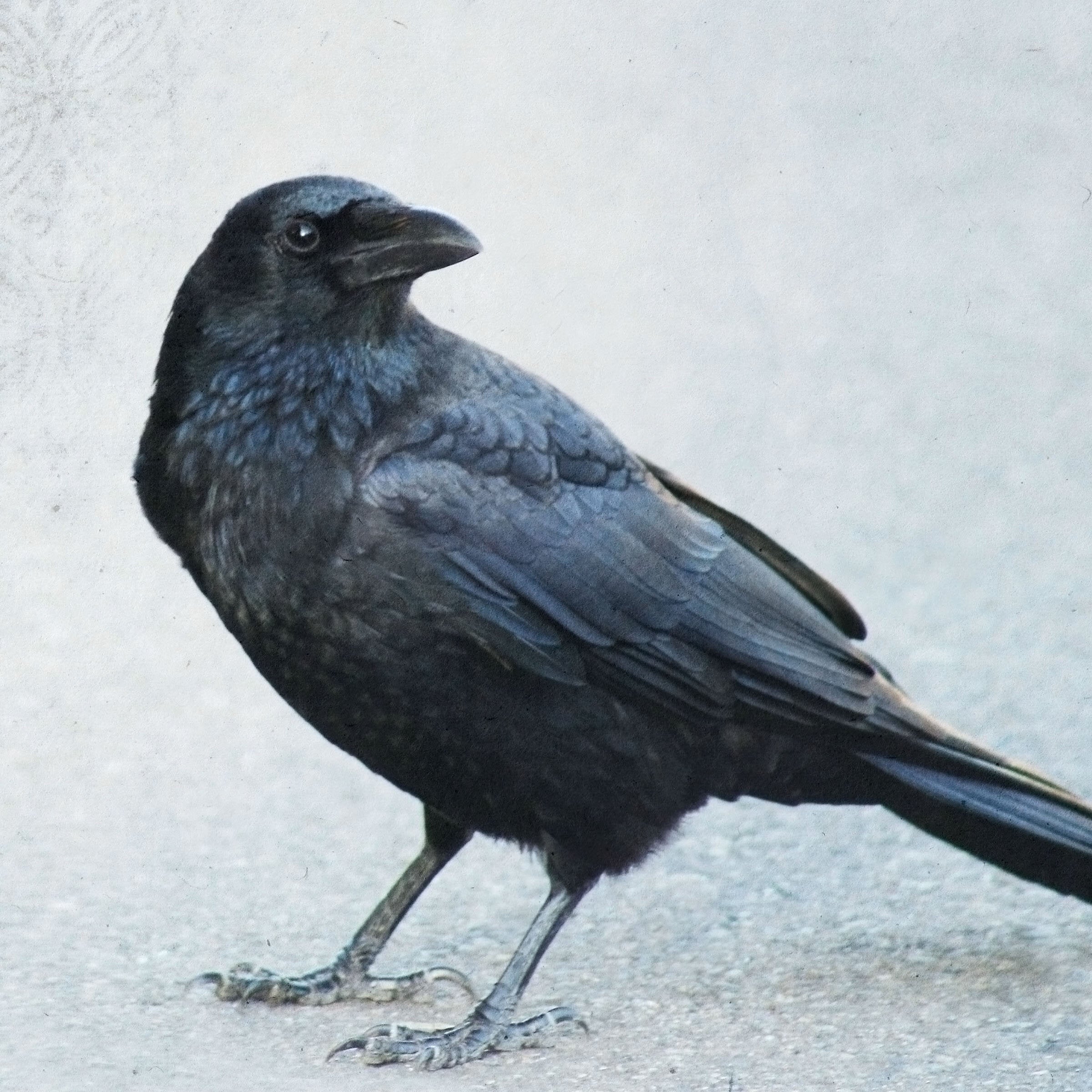 Love Song from a Crow