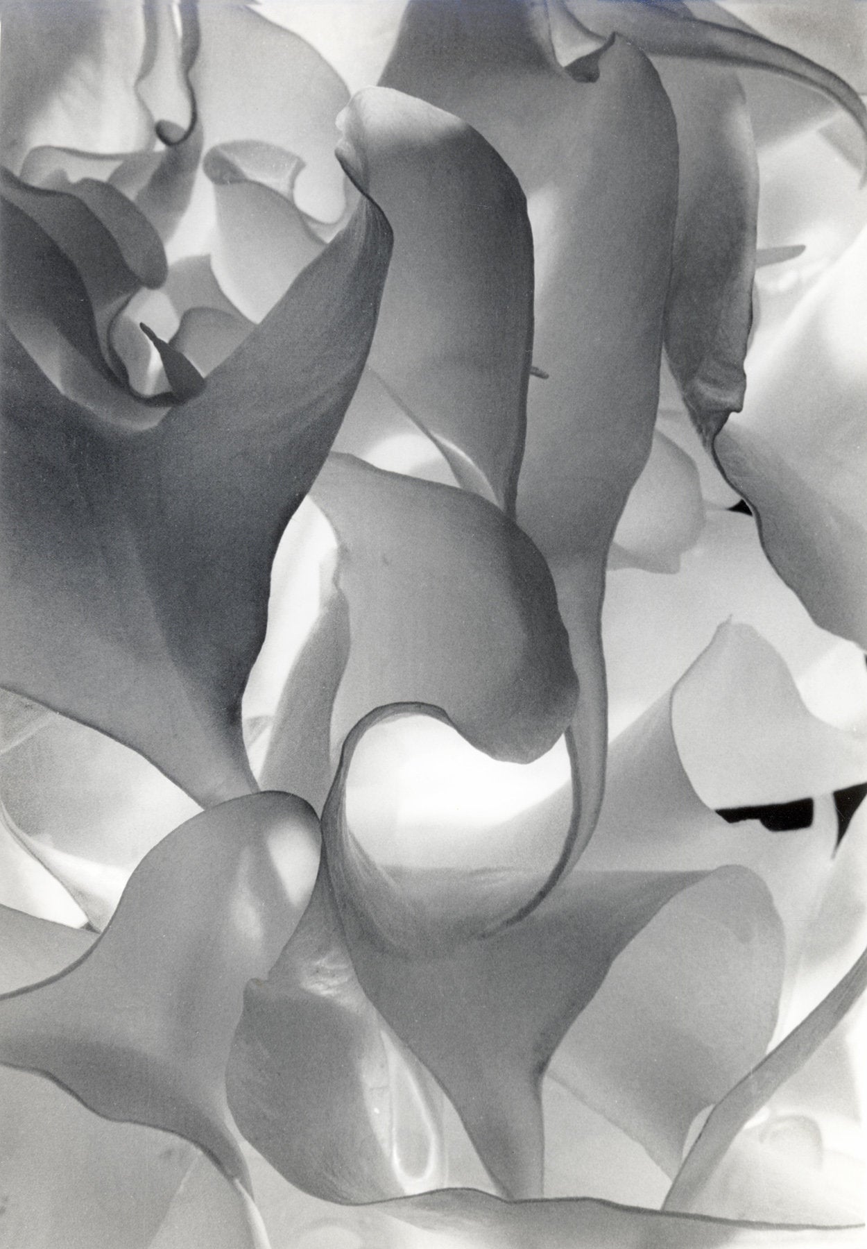 Double White In Black & White III
