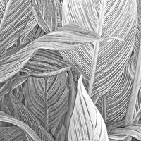 Canna Leaf Collage