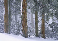 Ponderosa Pine in Snow