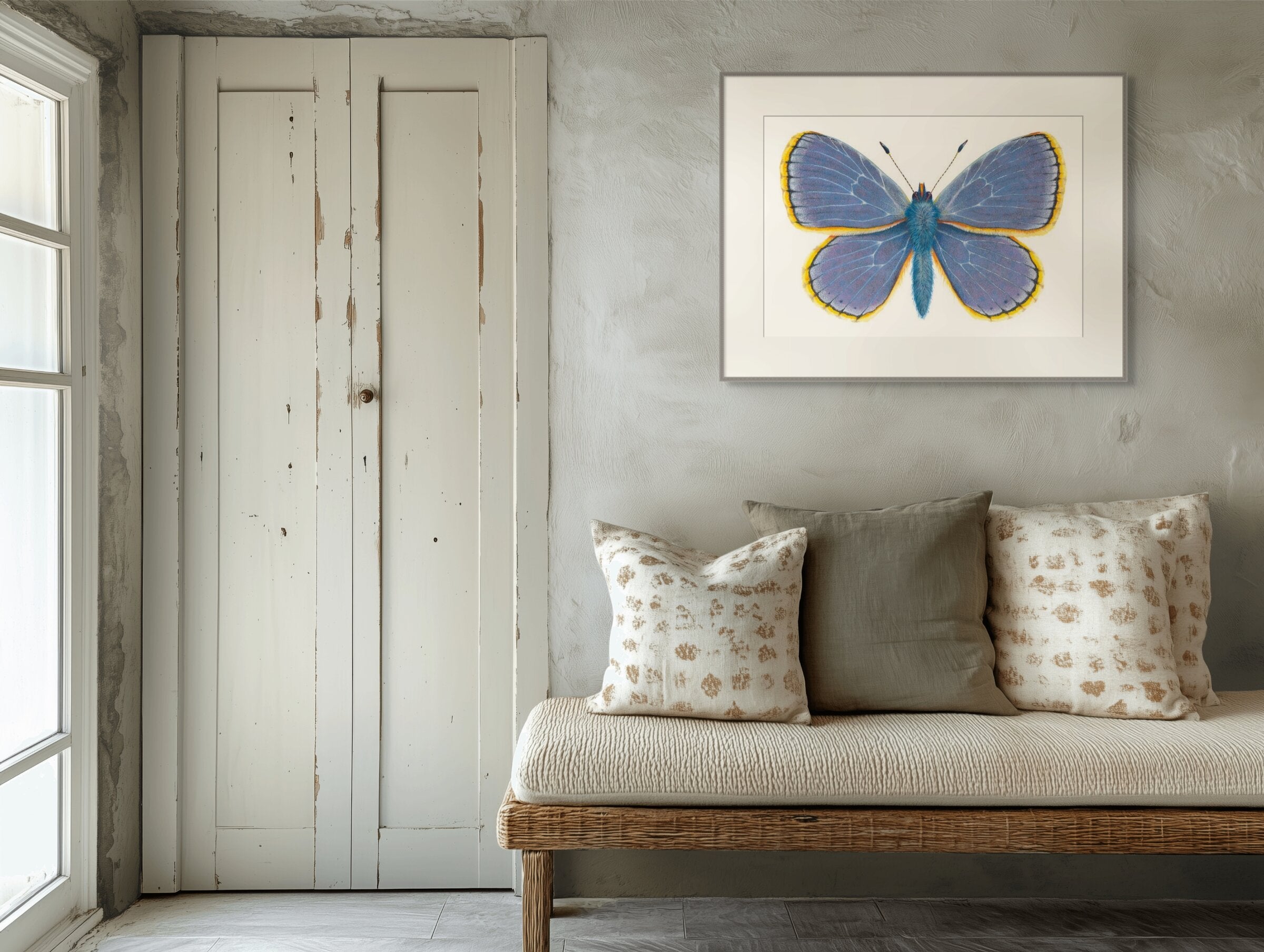Common Blue Butterfly -  Polyommatus Icarus