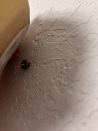 Freshwater Pearl Wall Sculpture