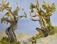 Bristlecone Pine Dance