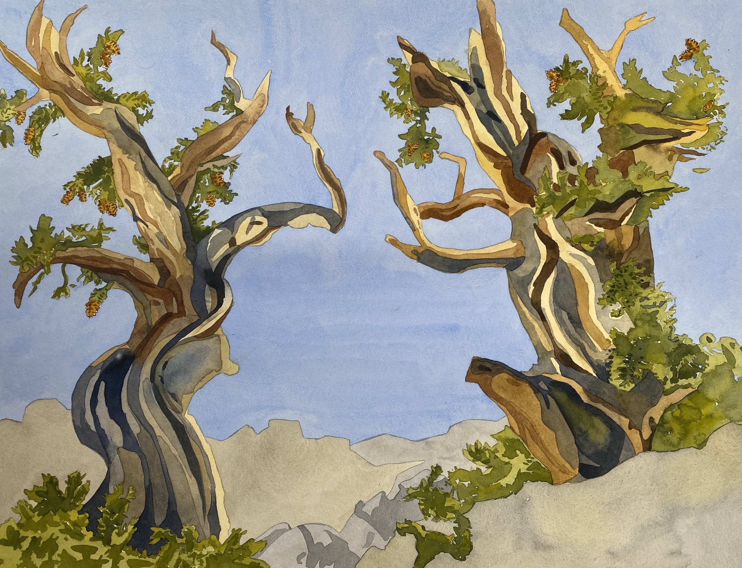 Bristlecone Pine Dance