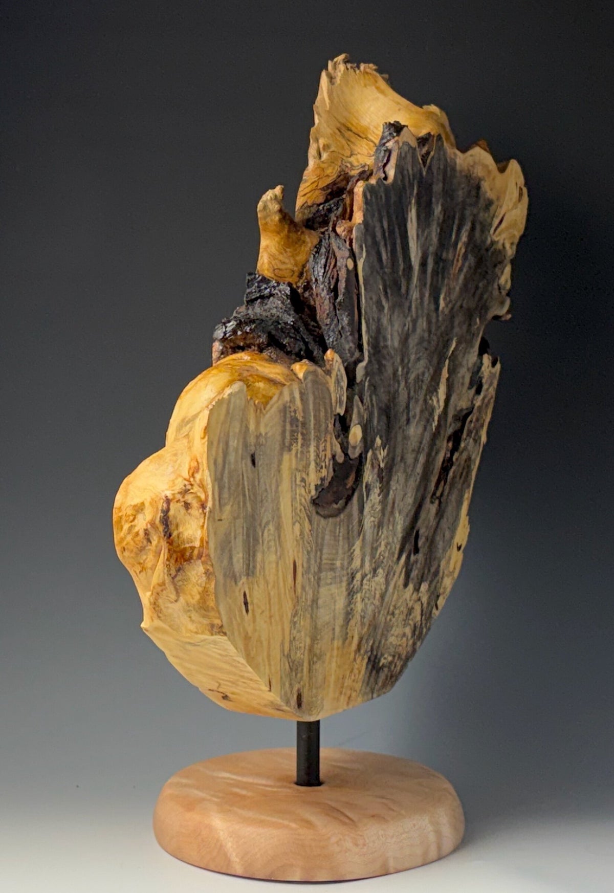 Display Piece Fashioned from Buckeye Burl