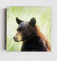 Healing Bear