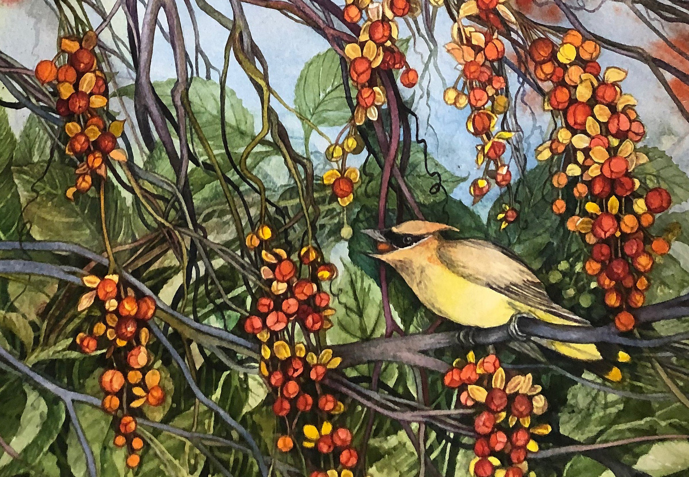 Bittersweet, Robin, and Cedar Waxwing