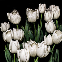 White Tulips