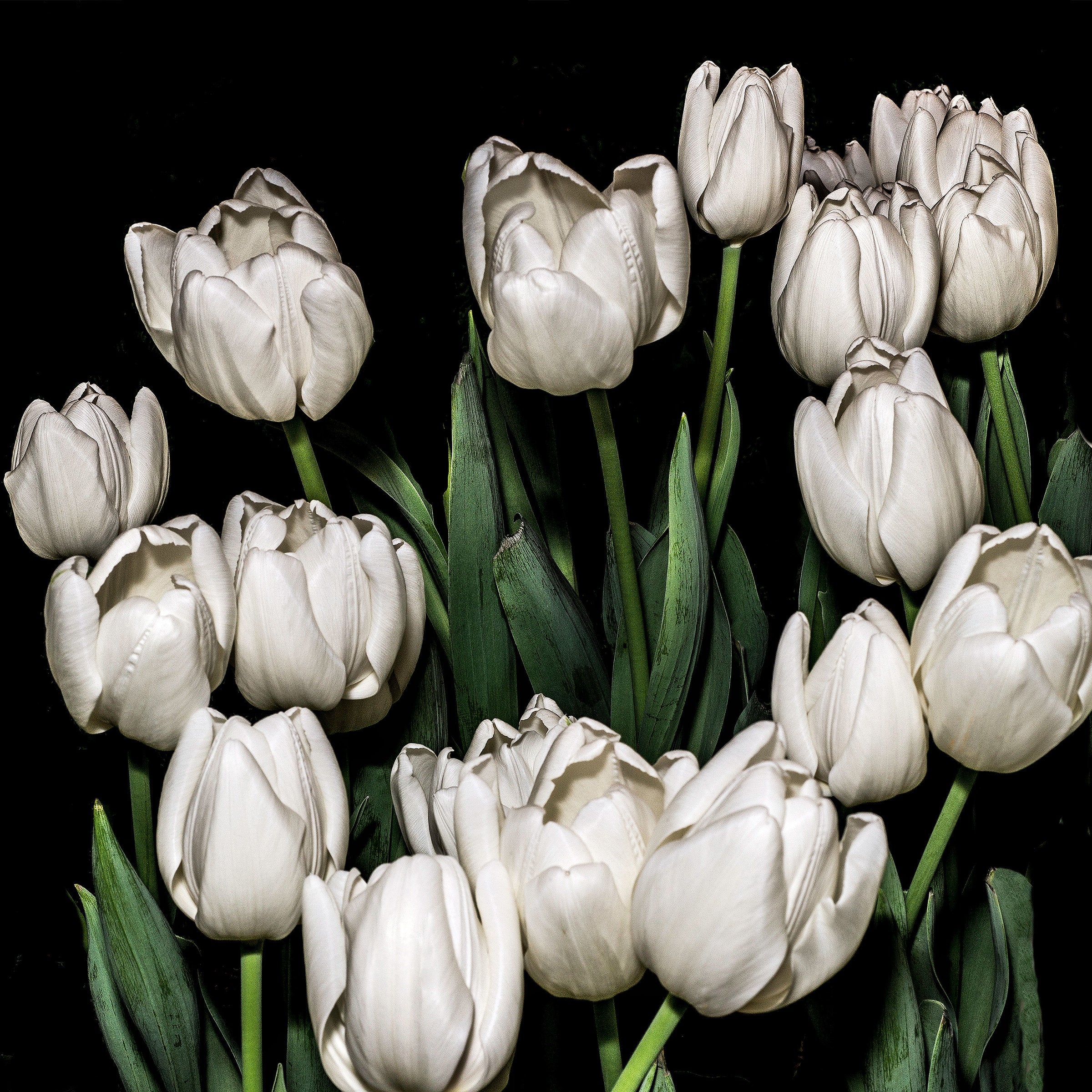 White Tulips