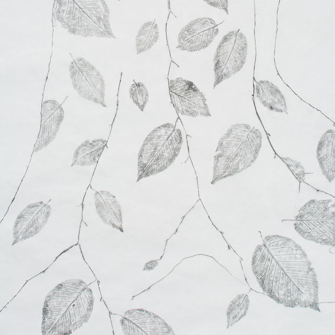 Yellow Birch
