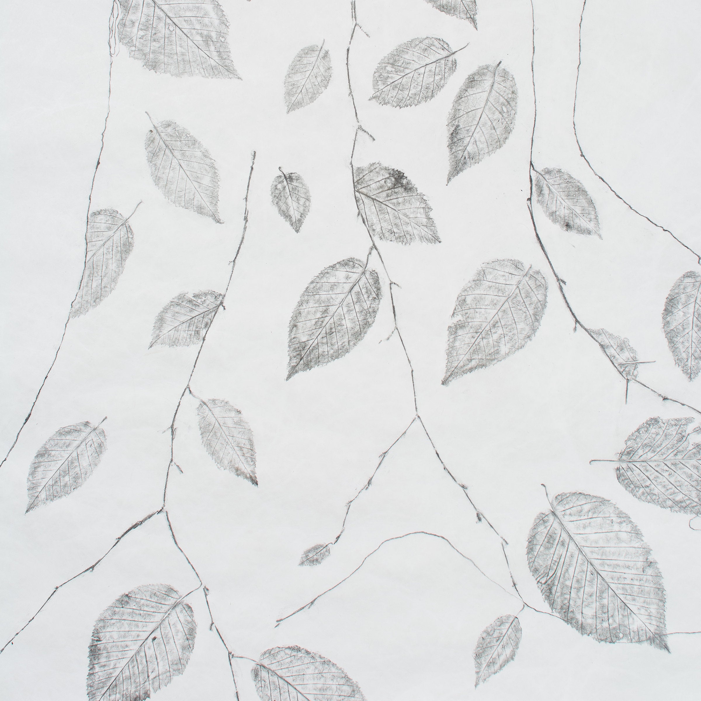 Yellow Birch