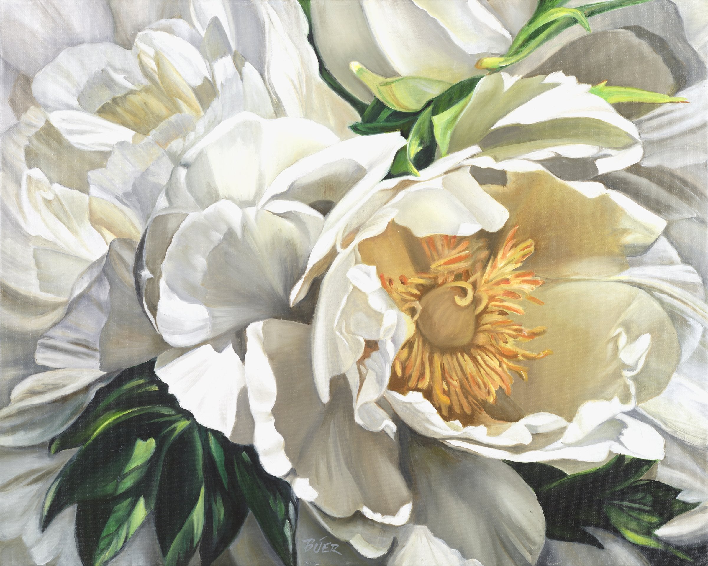 Tree Peony