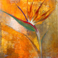 Bird of Paradise