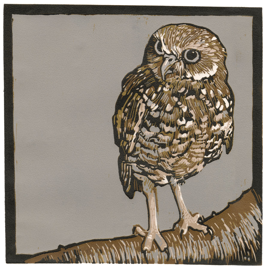 Burrowing Owl